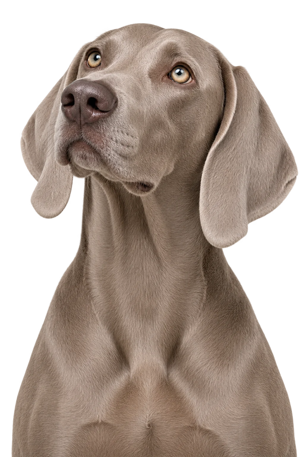 Ein aufmerksamer silbergrauer Hund blickt neugierig nach oben.